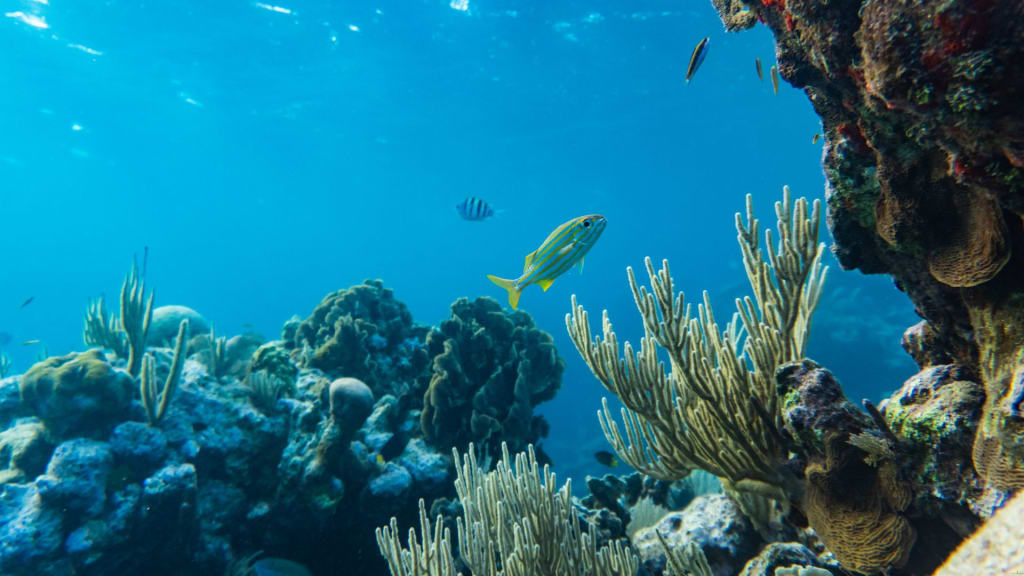 FIshes under the sea